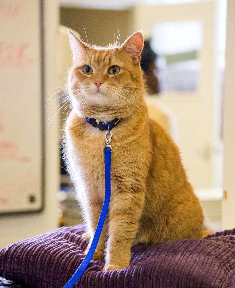 Photo du film A Street Cat Named Bob