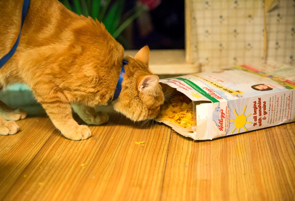 Photo du film A Street Cat Named Bob