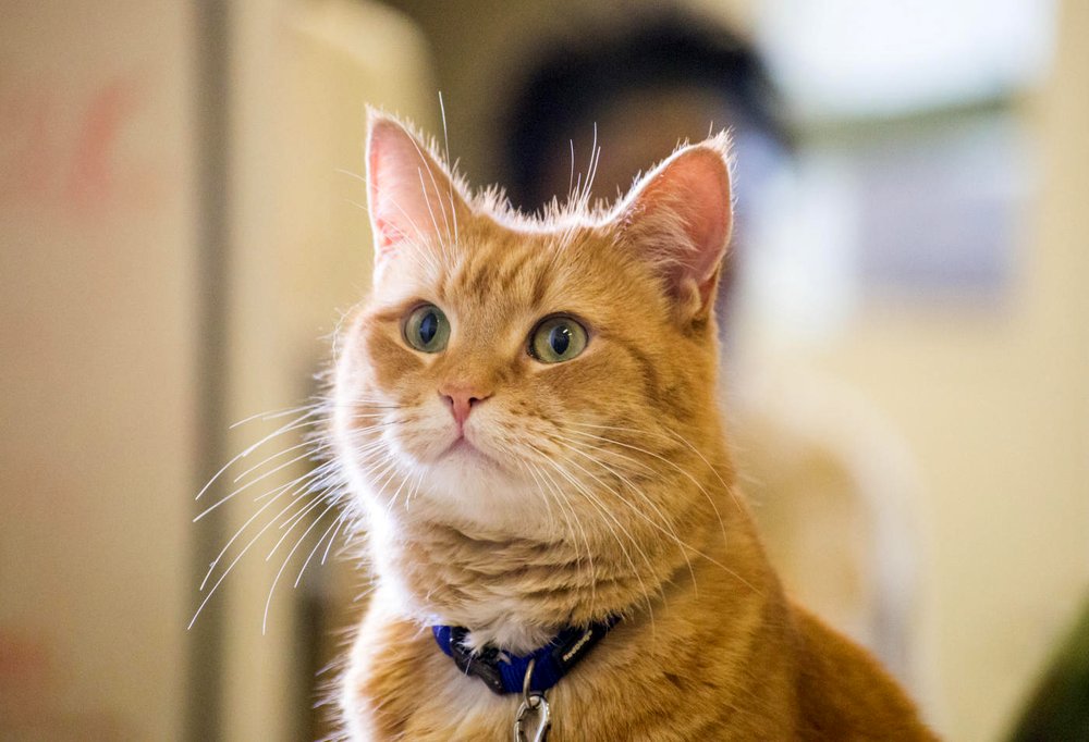 Photo du film A Street Cat Named Bob