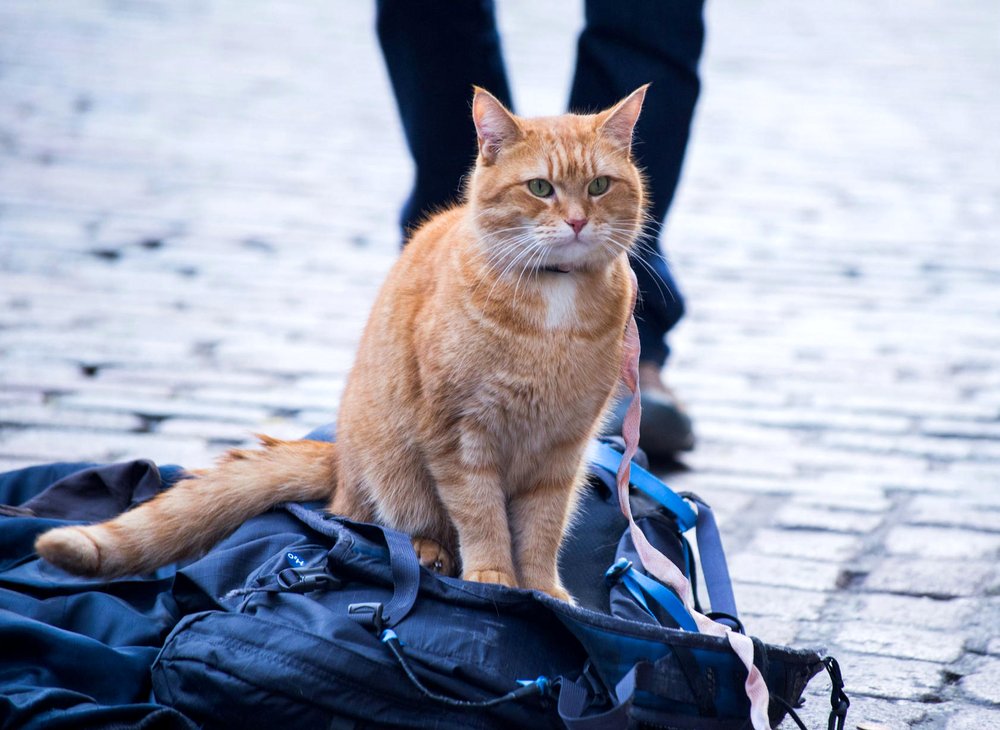 Photo du film A Street Cat Named Bob