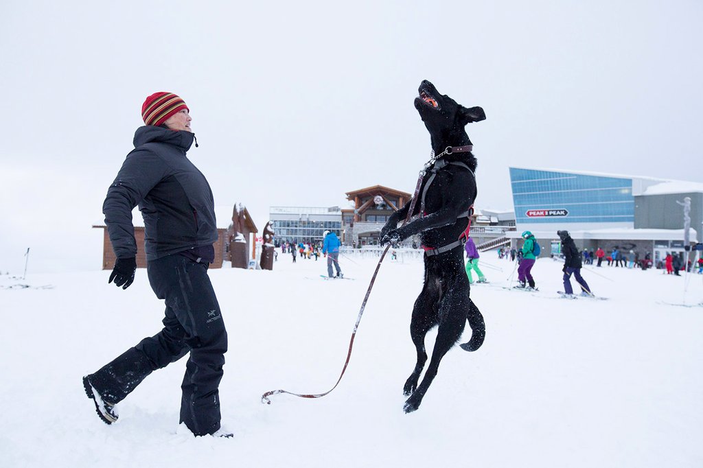 Photo from the movie Superpower Dogs