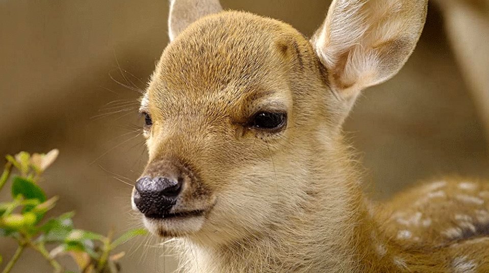 Photo from the movie The Year Earth Changed