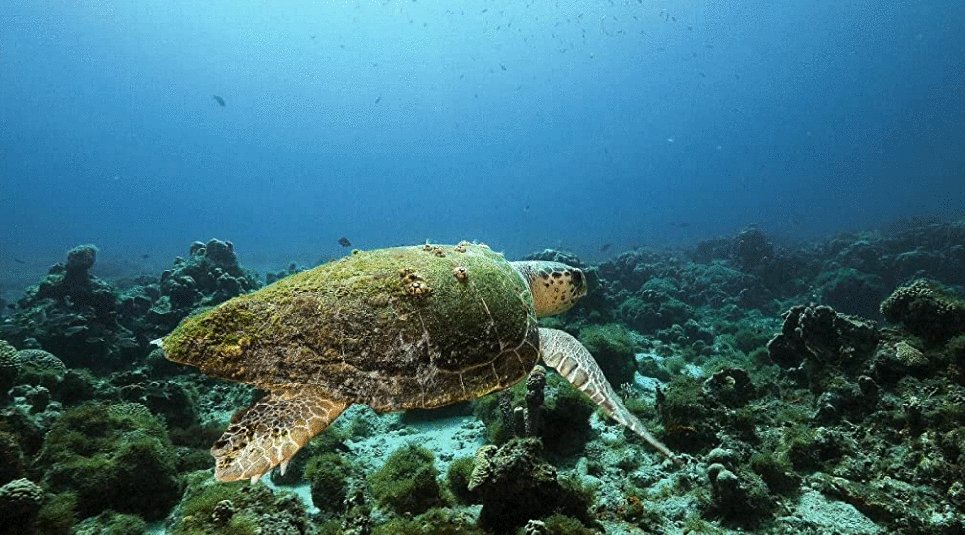 Photo from the movie The Year Earth Changed