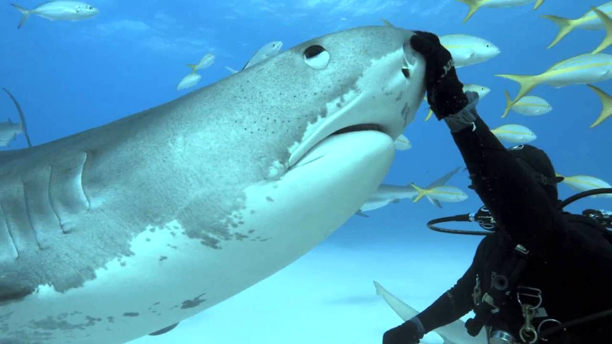 Photo du film Tales by Light