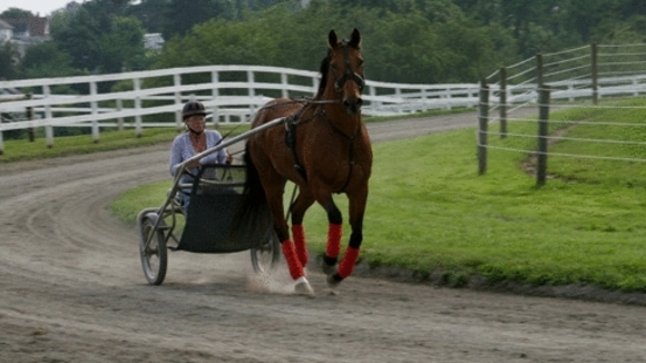 Photo du film Amazing Racer