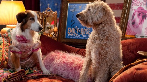 Photo du film Pup Star