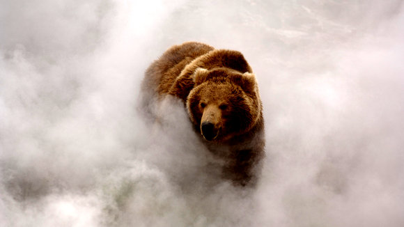 Photo du film Terre des ours