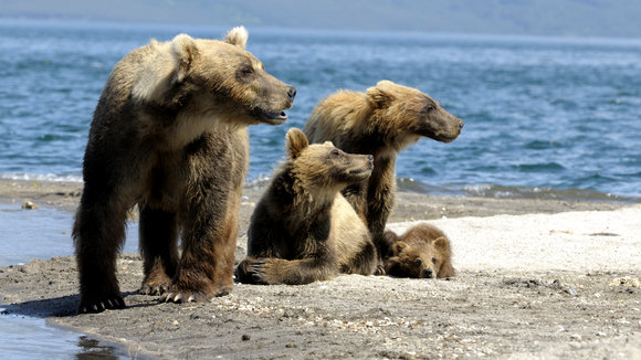 Photo du film Terre des ours