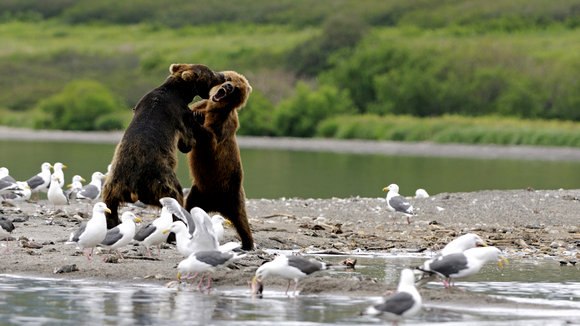 Photo du film Terre des ours