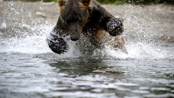 Photo du film Terre des ours