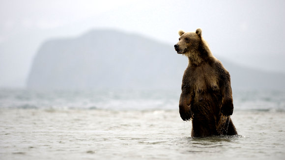 Photo du film Terre des ours
