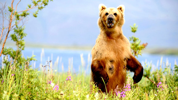 Photo du film Terre des ours