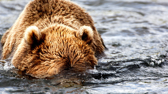 Photo du film Terre des ours