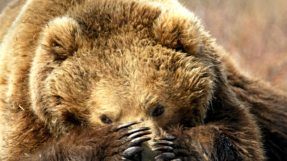 Photo du film Terre des ours