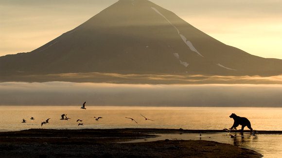 Photo du film Terre des ours