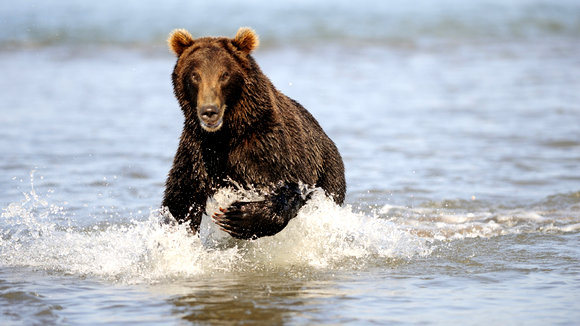 Photo du film Terre des ours