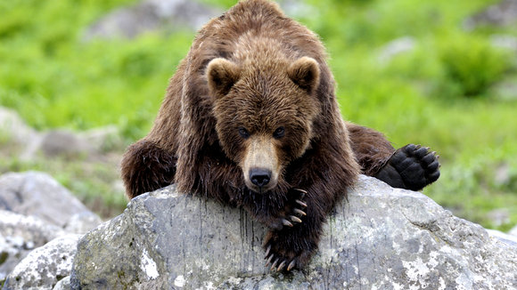 Photo du film Terre des ours