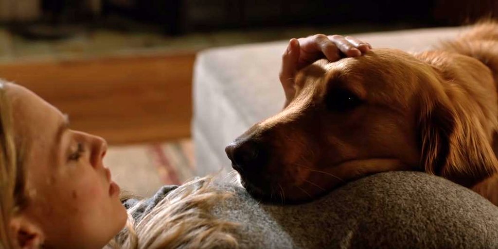 Photo from the movie The Art of Racing in the Rain