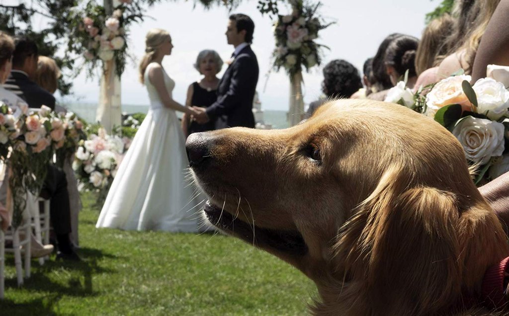 Photo from the movie The Art of Racing in the Rain
