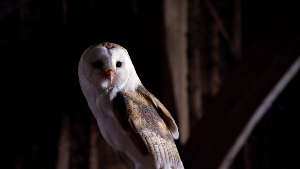 Photo from the movie Conquest of the Skies