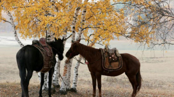 Photo du film Mongol