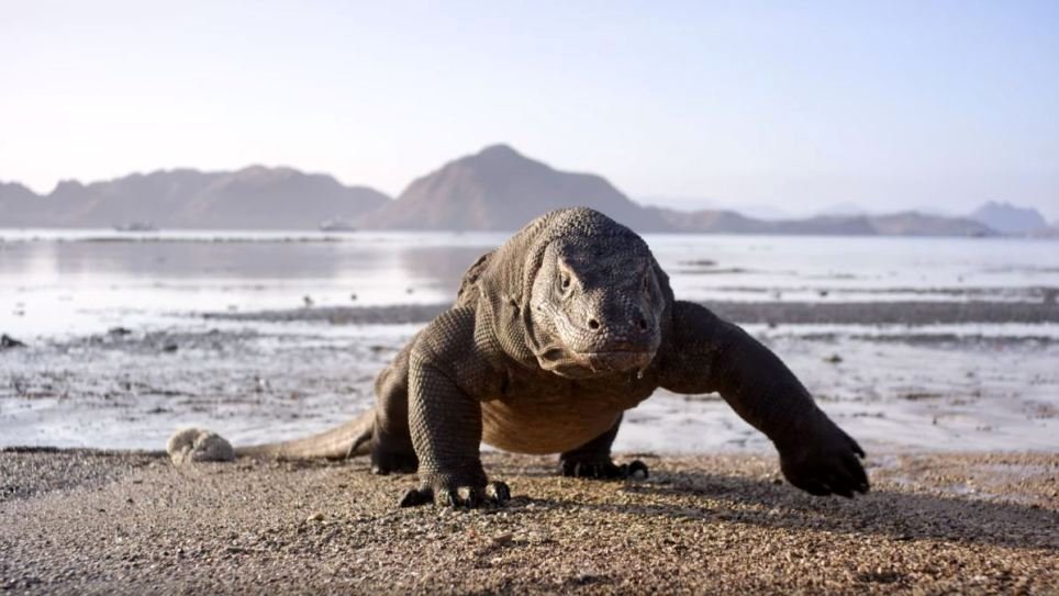 Photo du film Planet Earth II