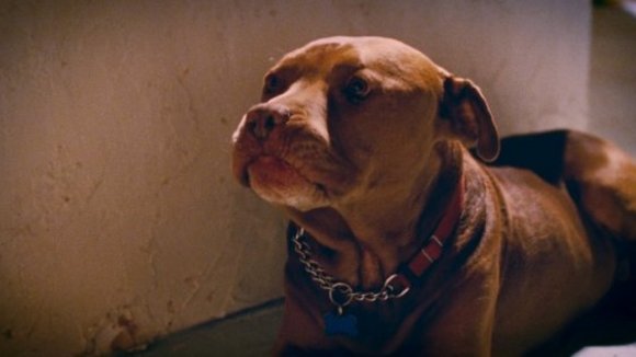 Photo du film Pete Smalls Is Dead