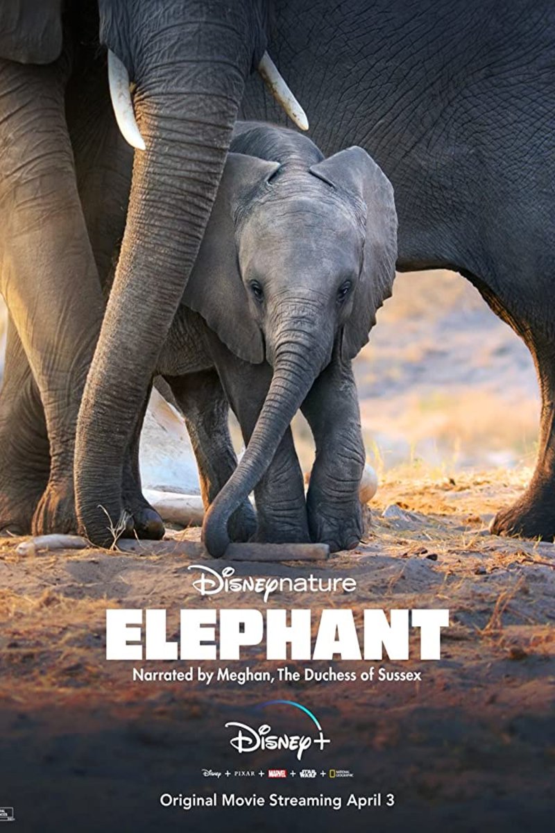 L'affiche du film Elephant